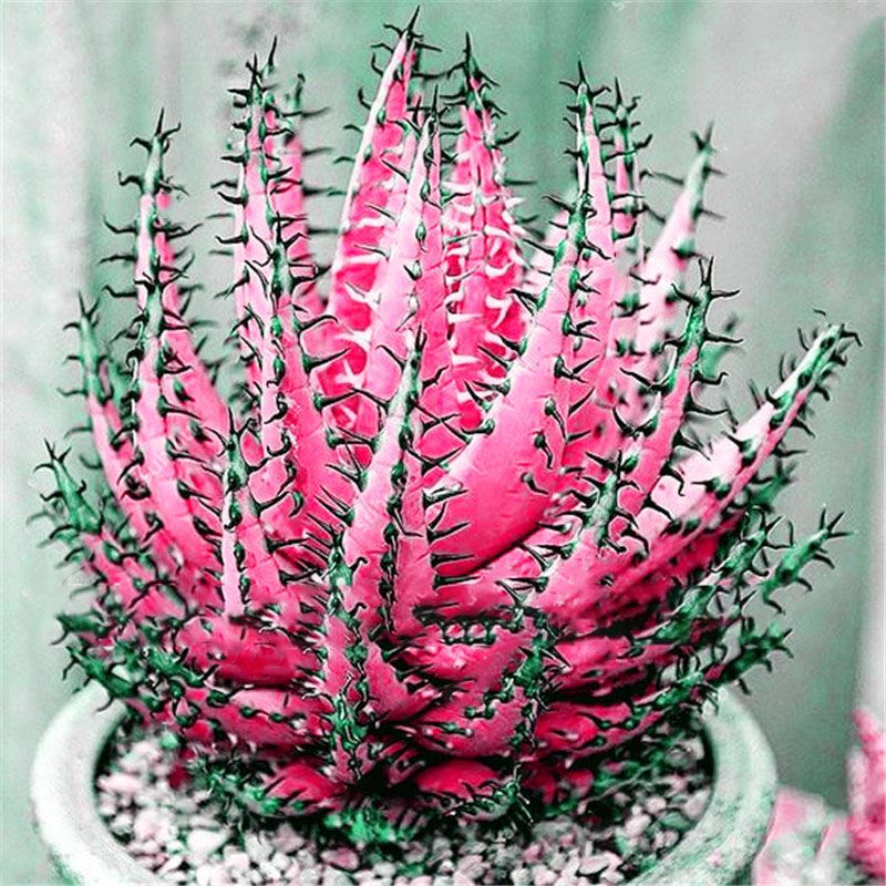 Cactus Aloe Seeds Colorful Cactus Rebutia Variety Succulent Flower Potted Seed - 20Pcs seeds