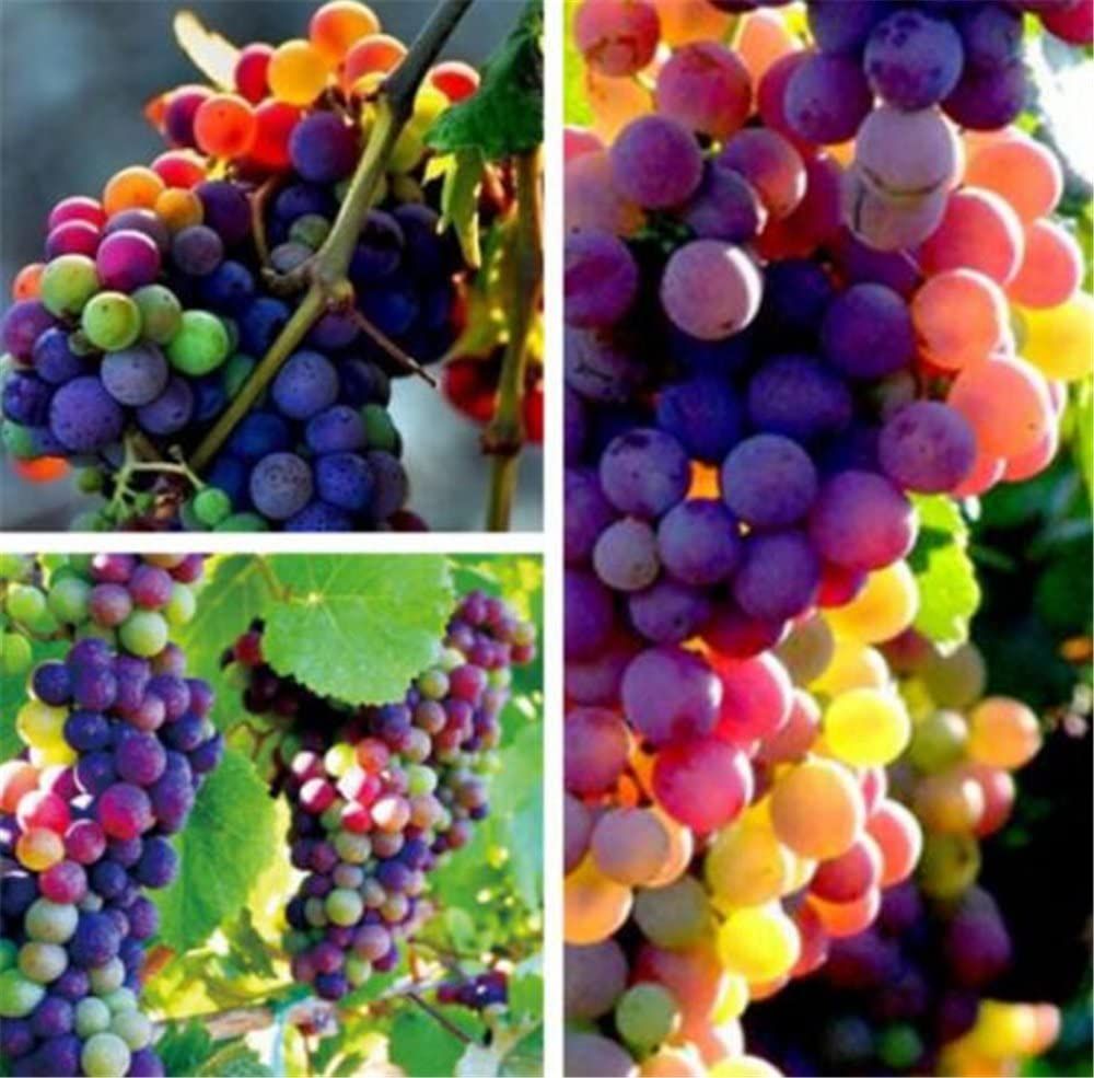 Multi Colour Grape Seeds -20 Pcs Seeds