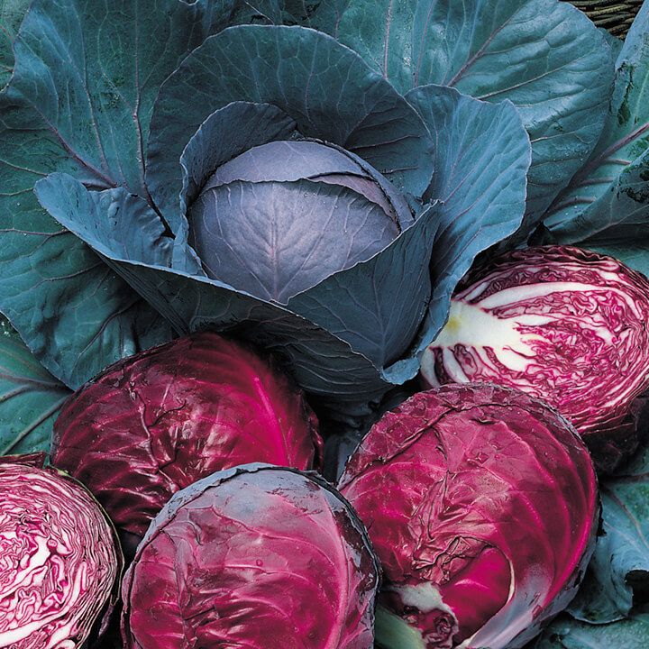 Red Cabbage - 20 pcs F1 Hybrid Seed