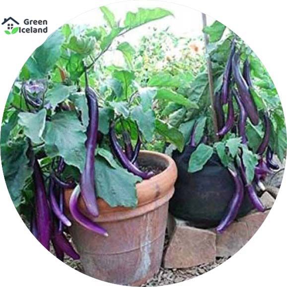 20 Pcs Hybrid F1 Long Brinjal Seeds (????? ????? ???)