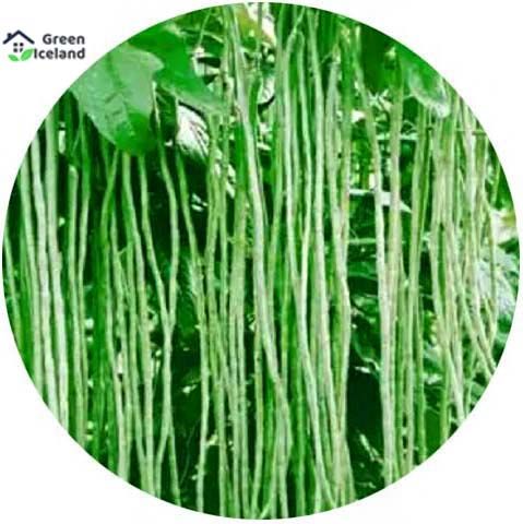 All Season Long Bean Seeds (????? ???) - 30 Pcs Seeds