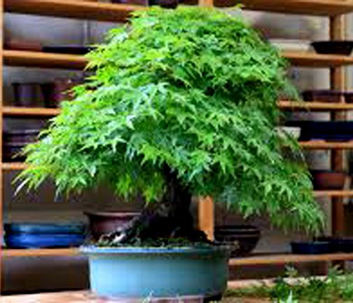 Green Mapple Bonsai best of  Tree seeds -10 pcs