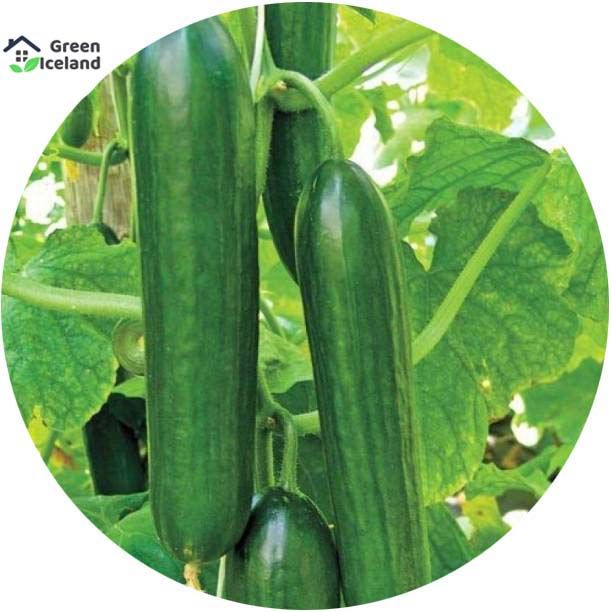 Natural Cucumber Seeds - 30 Pcs Seeds
