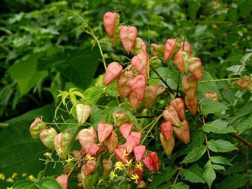 Koelreuteria Tree Potted Bonsai Seeds - 20 Pcs Seeds