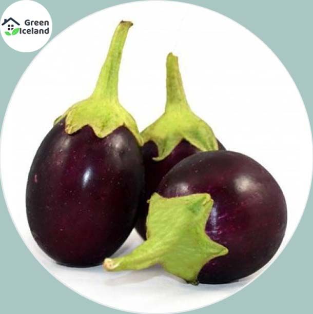20 Pcs F1 Hybrid Black Eggplant Seeds (????? ????? ???)