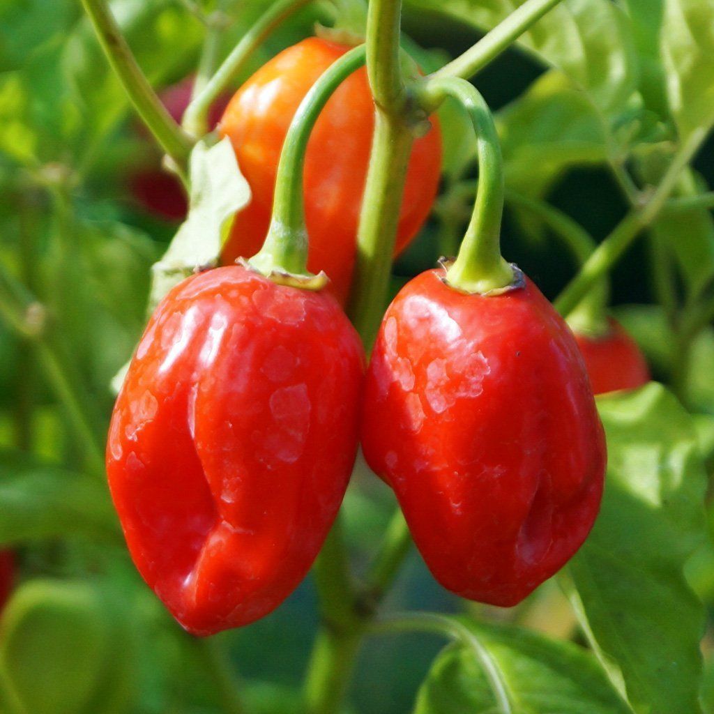 Organic Green Chilly Seeds BANGLADESHI  - 20 pieces seeds
