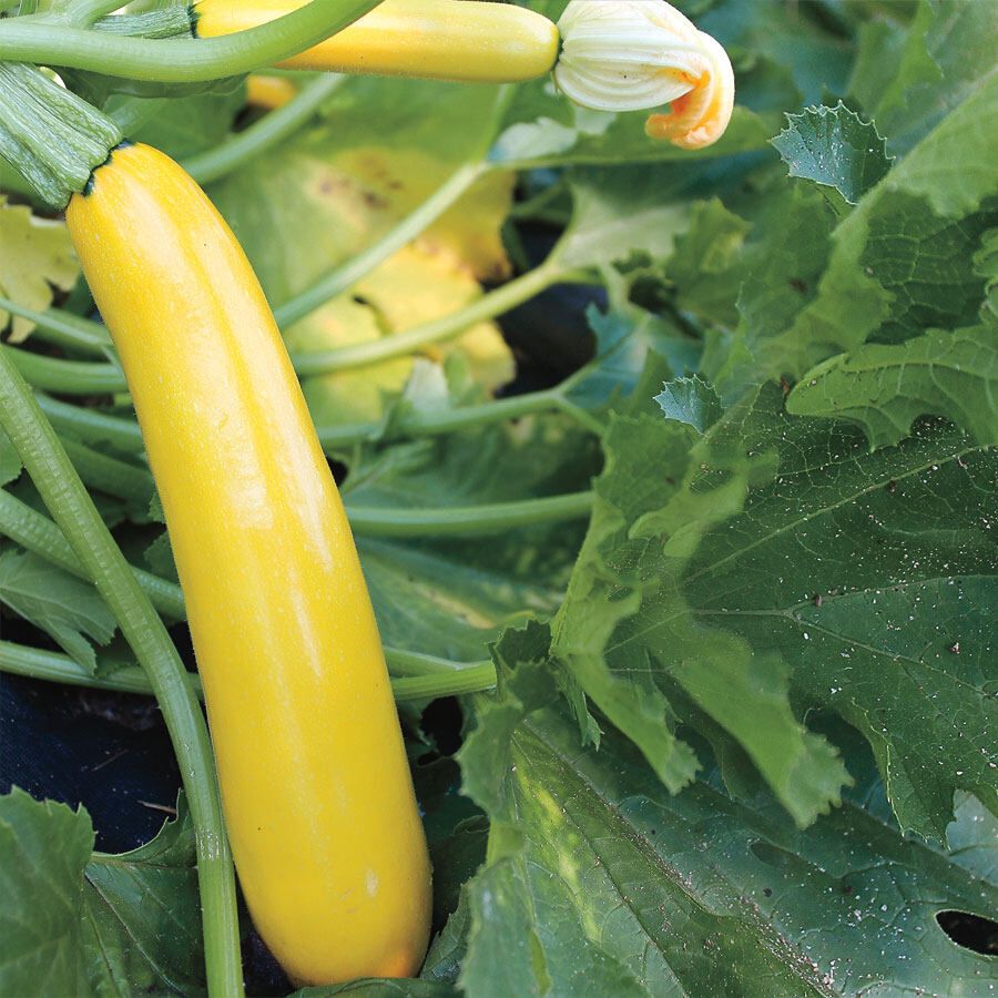 Global Organic Hybrid Squash Seeds - 5pcs