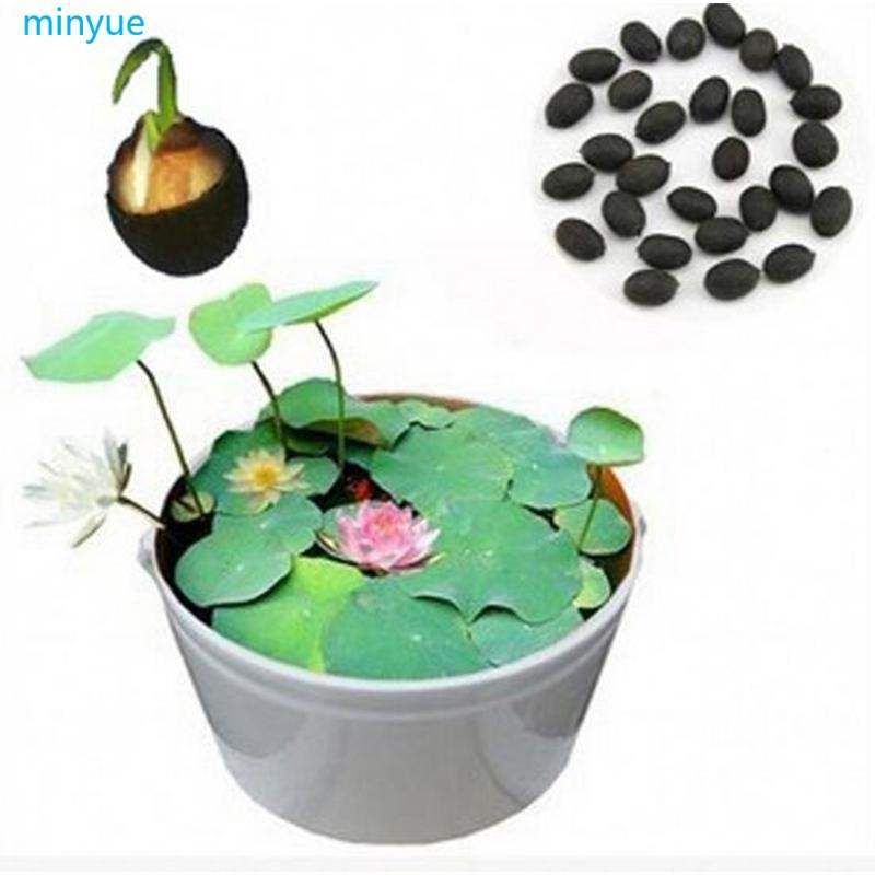 5 (বীজ) pieces/ lotus flower/lotus seeds/water garden plants/teac