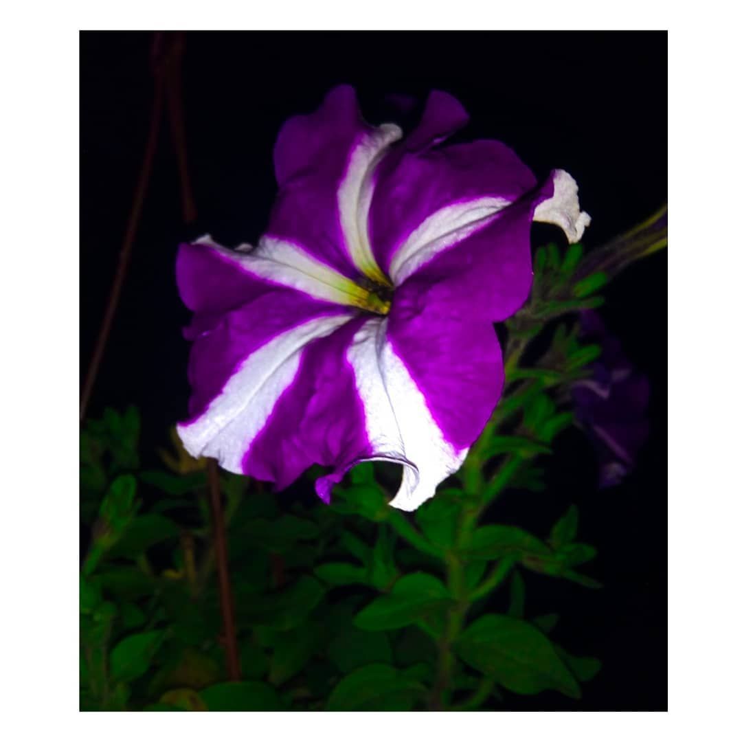 Organic Petunia Flower Seeds(Seeds) - 20 Pcs Seeds