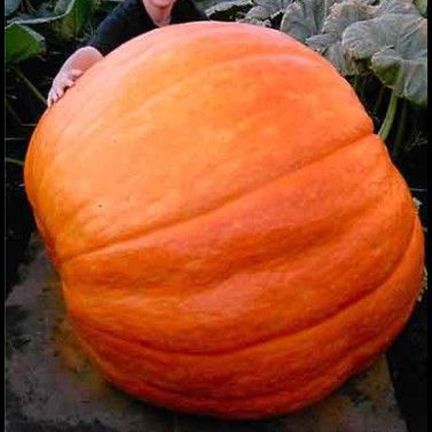 European Pumpkin Bonsai Seeds -20 Pcs