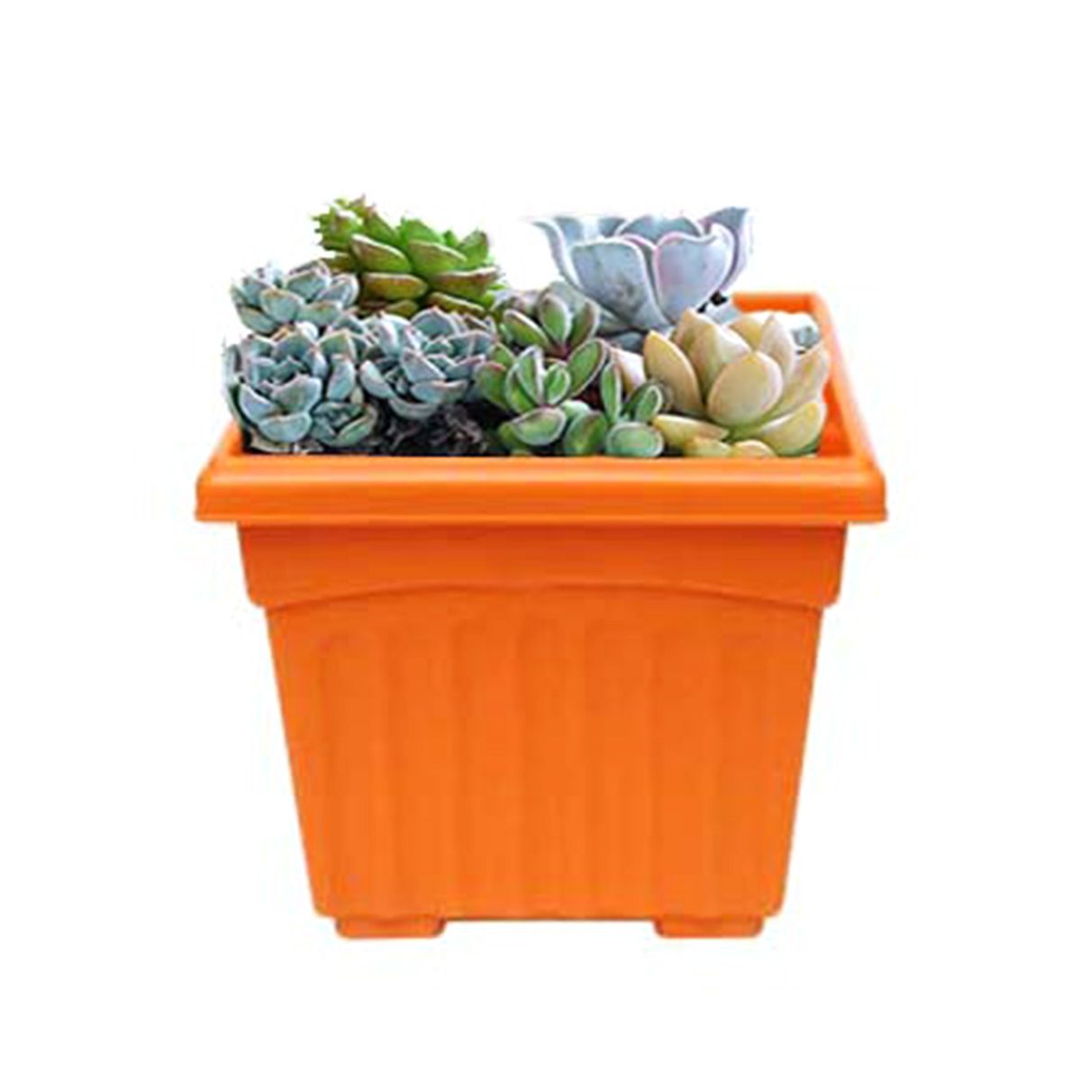 Flower-Cactus Tub Square