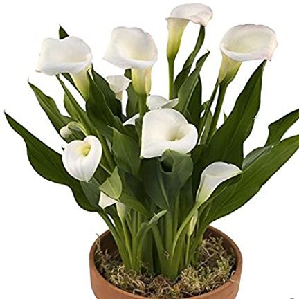 cProduct details of Rare Rainbow Calla Lily Seeds for Indoor Tob - 10pcs  Germination time: 8-15 days For germination temperature:15-35 Celsius. White Color Flower Seeds 5 colour and 4 types Calla Lily Germination Rate: 40-60% Type: Flower Seeds Quantity: