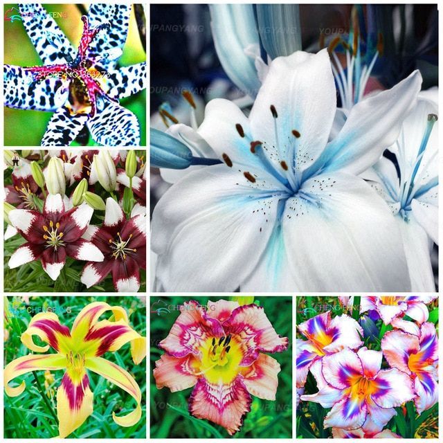 Rainbow Lily of Valley Flower Seeds - 20 Pcs Seeds