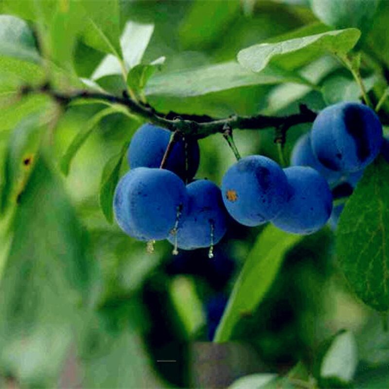 5Pcs Black Brin Fruit Seeds Plum Prune Tree Bonsai Plants Garden Planting