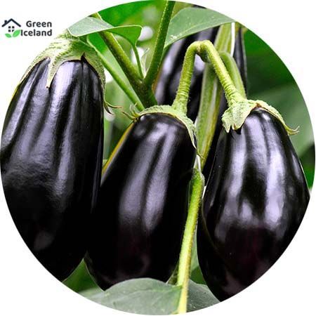 20 Pcs Global Black Eggplant Seeds