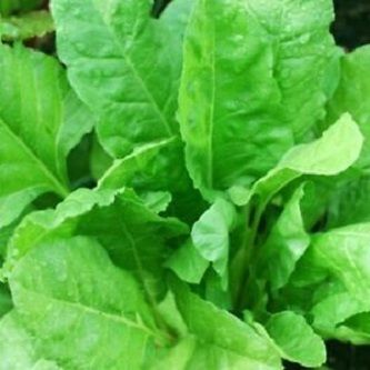 Spinach Seeds Bangladeshi (???? ????? ???) - 100 pieces intact packet