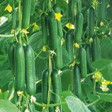 শশা ( Cocumber ) -- ২৫ টি বীজ -  বারমাসি