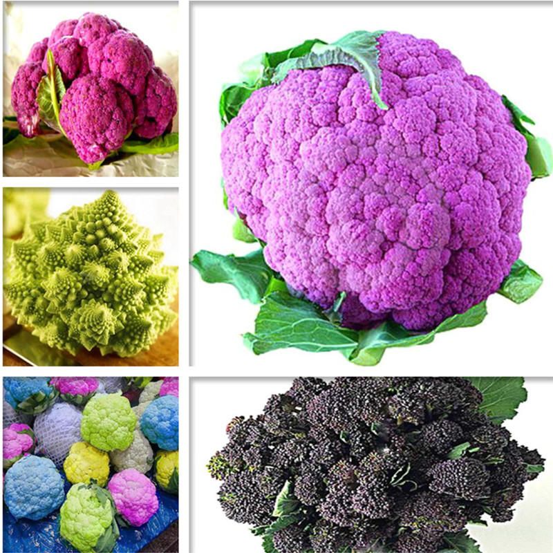 50 Pcs/Pack Cauliflower Seeds Vegetable Broccoli Bonsai Balconies Cabbage Cauliflower Terraces Small Planting Rapebonsai