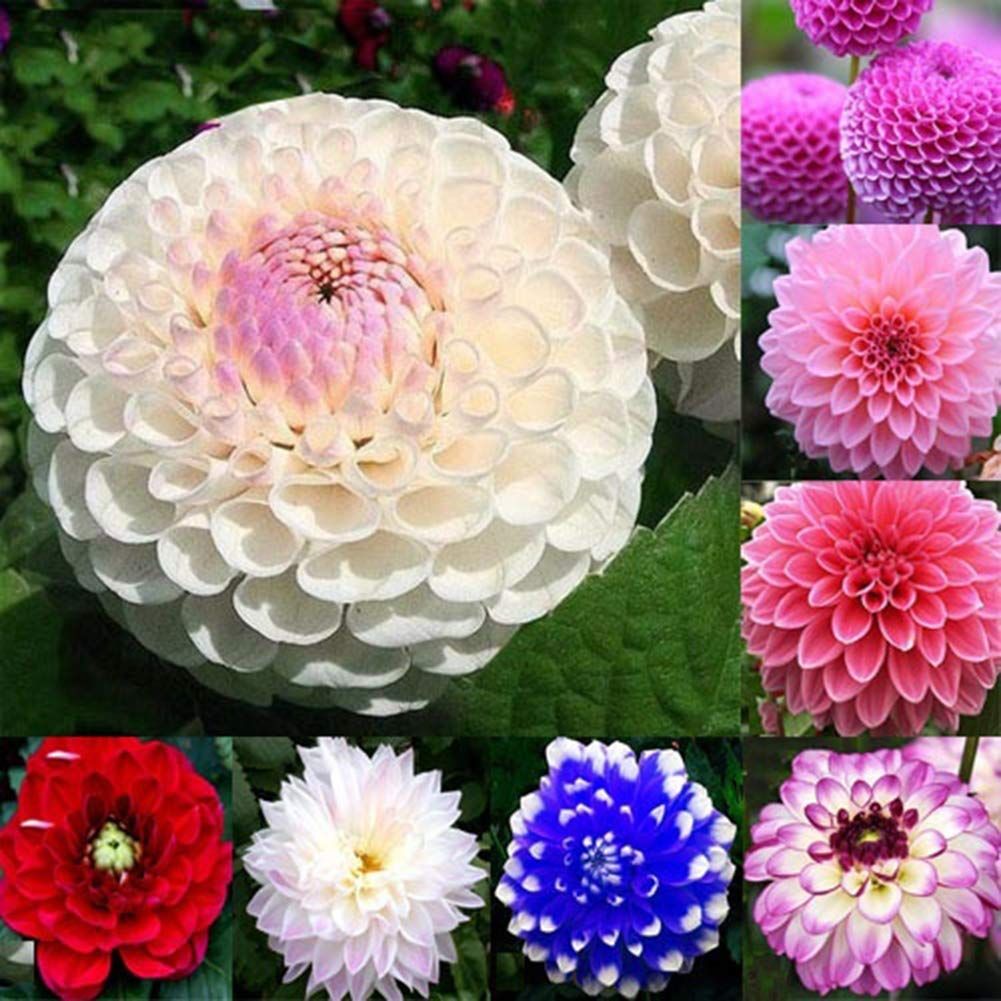 Dahlia Flower Bonsai Seeds -10 pcs seeds