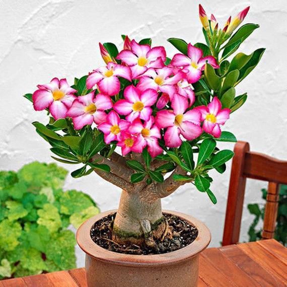 5Pcs Real Desert Rose flower Rare dark red pottedFlowers Bonsai Plants Adenium Obesum-5Pcs Seeds