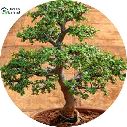 Premna Serrisa Landscape Bonsai Seeds - 10 Pcs Seeds