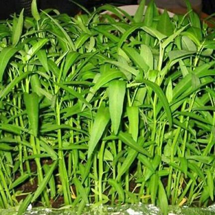 Water Spinach Seeds (চাষের কলমি শাকের বীজ) -100+Pieces ইনটেক প্যাকেট