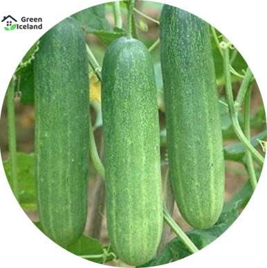 50 Pcs Cucumber Seeds (শশা বীজ)