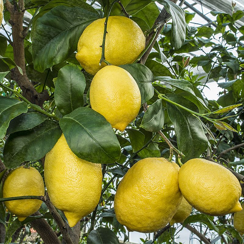 Global Dwarf Lemon Tree Seeds - 10 Pcs SeedS