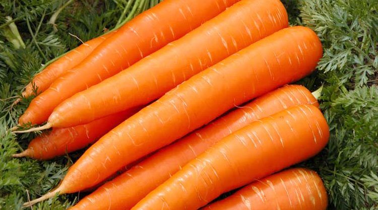Natural Carrot Seeds (???? ???) - 50 Pcs Seeds