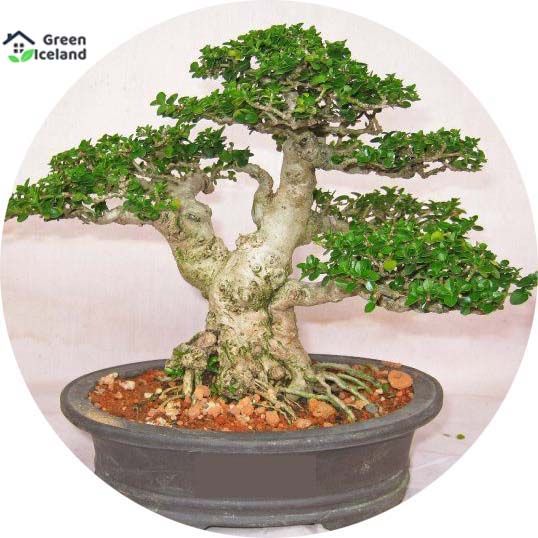 10 Pcs Global Premna Serrisa Landscape Bonsai Seeds