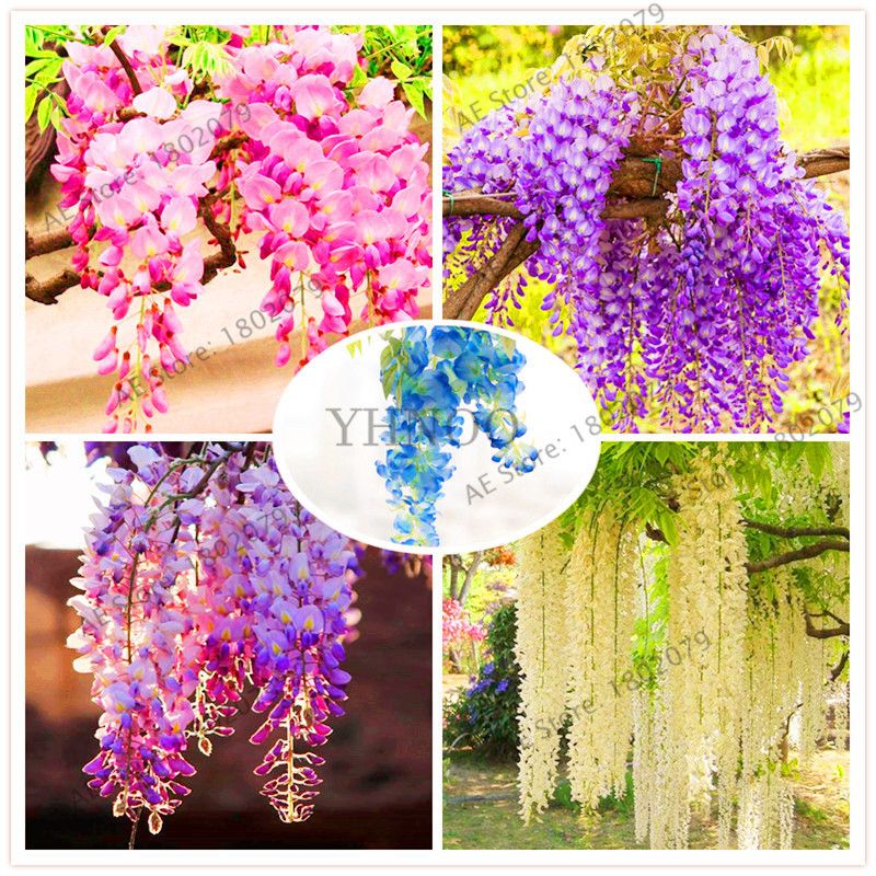 30 Pcs Natural Global Mini Bonsai Wisteria Tree Seeds