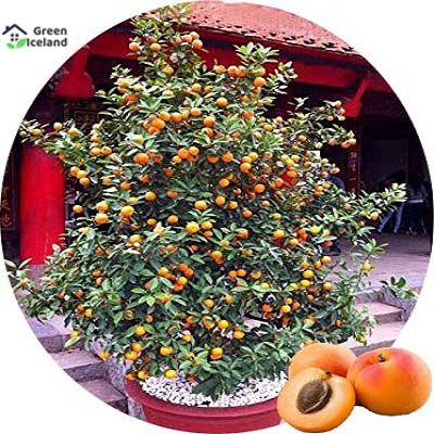 Natural Delicious Apricot Tree Seeds - 5 Pcs Seeds