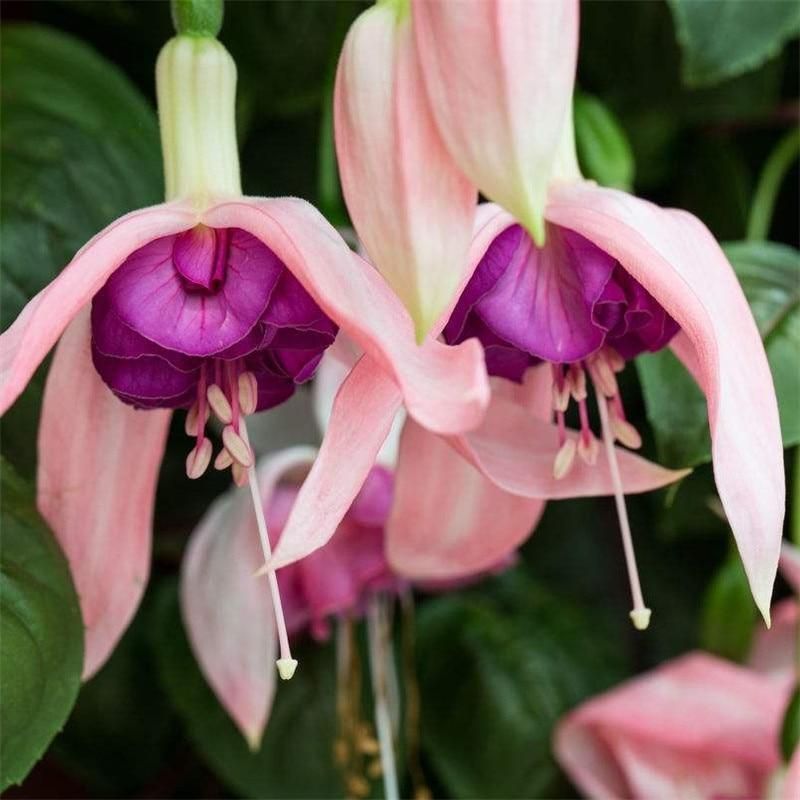 Multiple Color Fuchsia Bonsai, Hybrida Hort Flores,Bonsai Lantern Flowers, For Garden Home Indoor Blooming Plants-100Pcs seeds