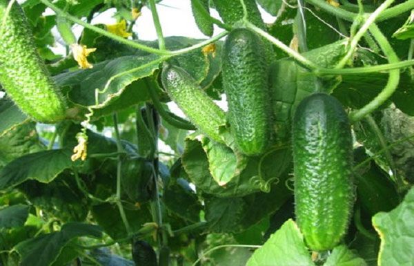 Khirai Seeds Seeds (Seeds) - 20 Pcs Seeds