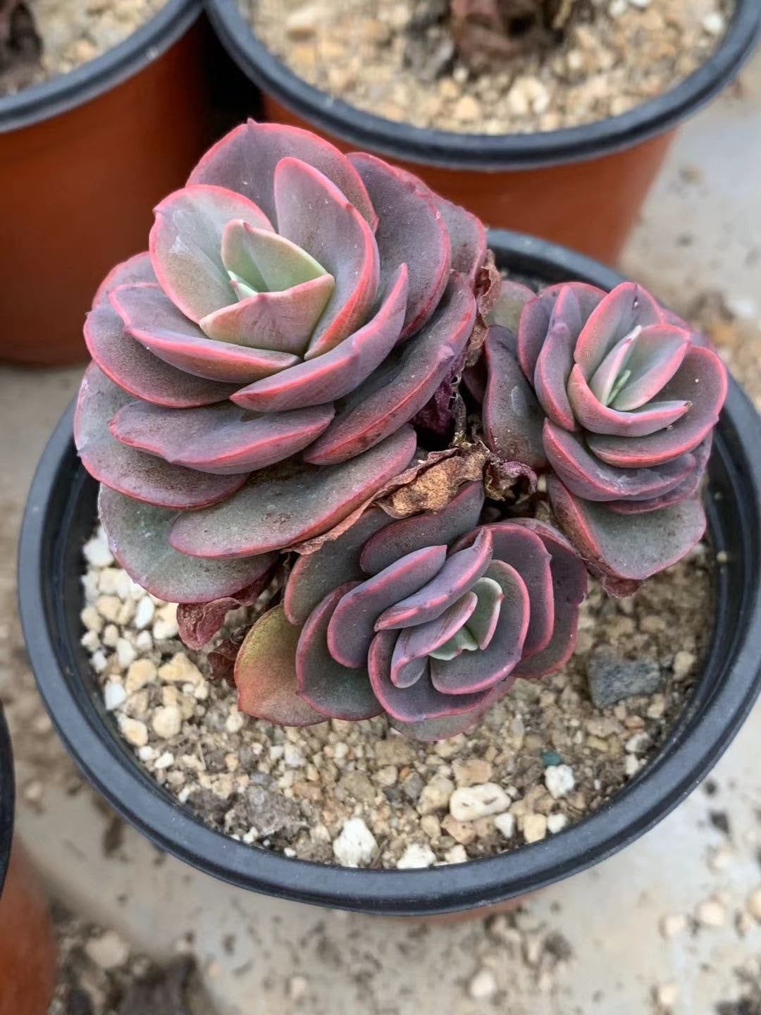 Global Rare Sedeveria Letizia Cactus Seeds - 15 Pcs Seeds