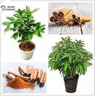 Japanese Cinnamon Bonsai Seeds - 10 Pcs Seeds (Imported Global Seeds)