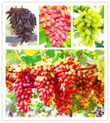 20 Pcs - Very Rare Finger Grape Advanced Fruit Natural Growth Grape Delicious Fruit Seeds For Home Garden