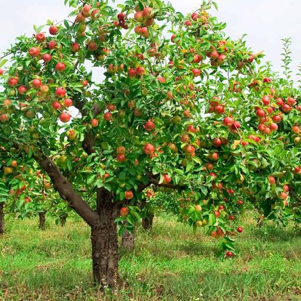Apple Tree Seeds -25Pcs (Imported Global Seeds)