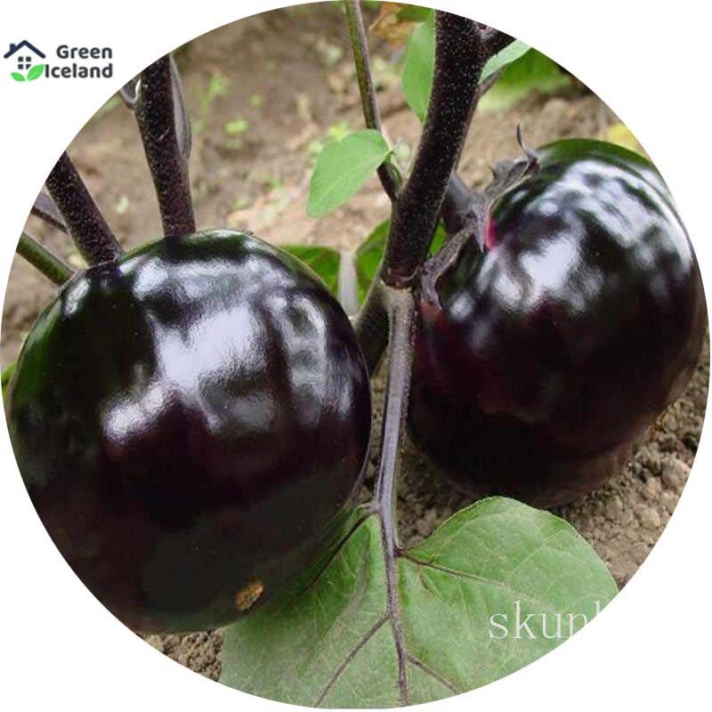 Black Eggplant Seeds (কালো বেগুন বীজ) - 20 Pcs Seeds