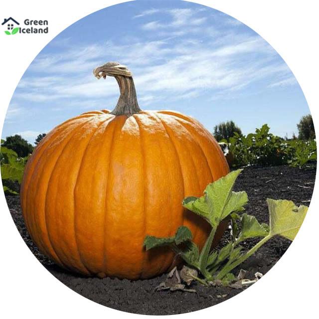 F1 Hybrid Pumpkin Seeds - 5 Pcs Seeds