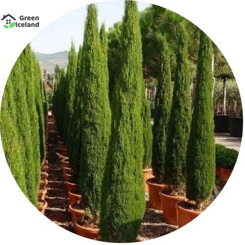 Green Cypress Tree Seeds - 10 Pcs Seeds