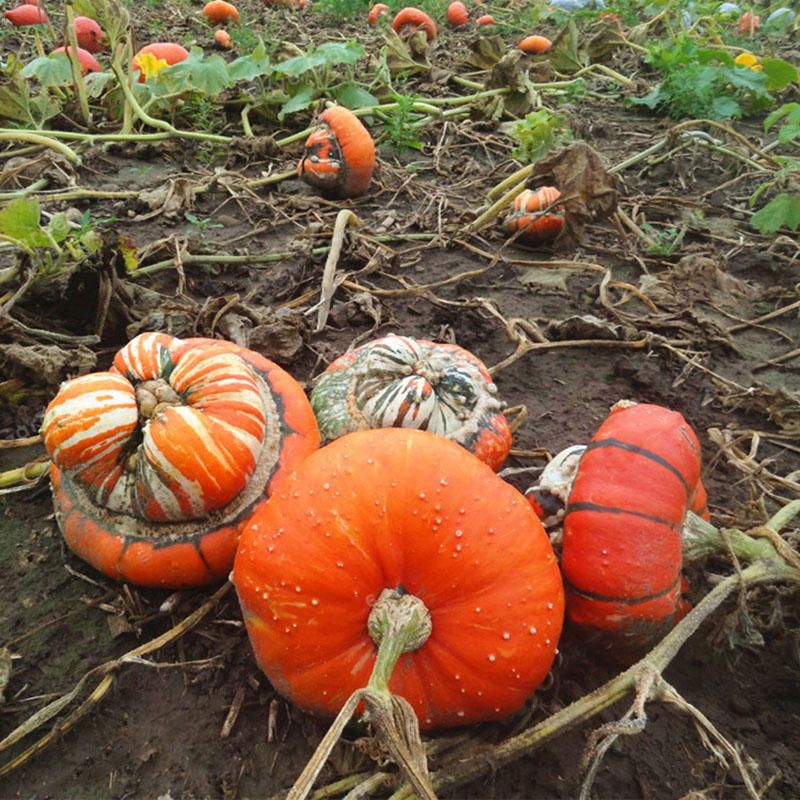5 Pcs Pumpkin Seeds Home Grown Decorative Pumpkin Bonsai Heirloom Vegetable Bonsai Pumpkin Bonsai Garden Plant