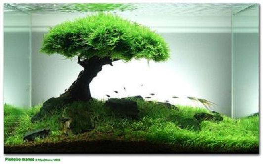 Aquarium Moss Bonsai Grass Seeds/ বীজ- 500+ পিস
