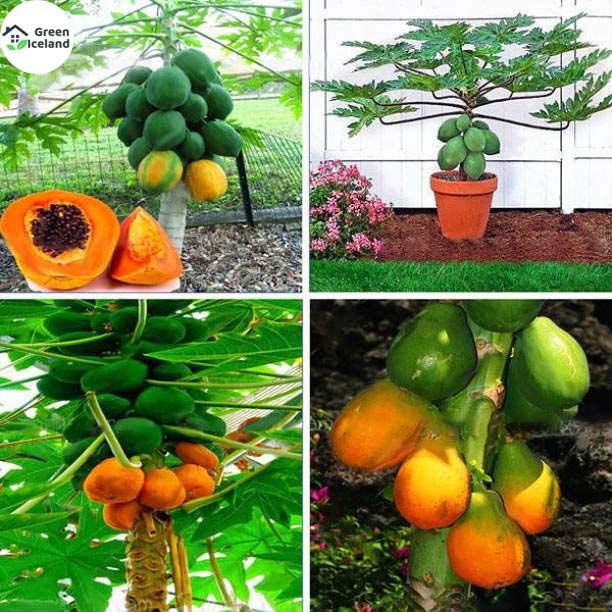 All Season Papaya Seeds(????? ???)- 10 Pcs Seeds