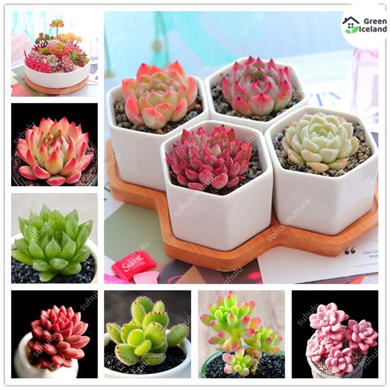Rare Lithops Flores Succulent Seeds - 15 Pcs Seeds (Global Seeds)