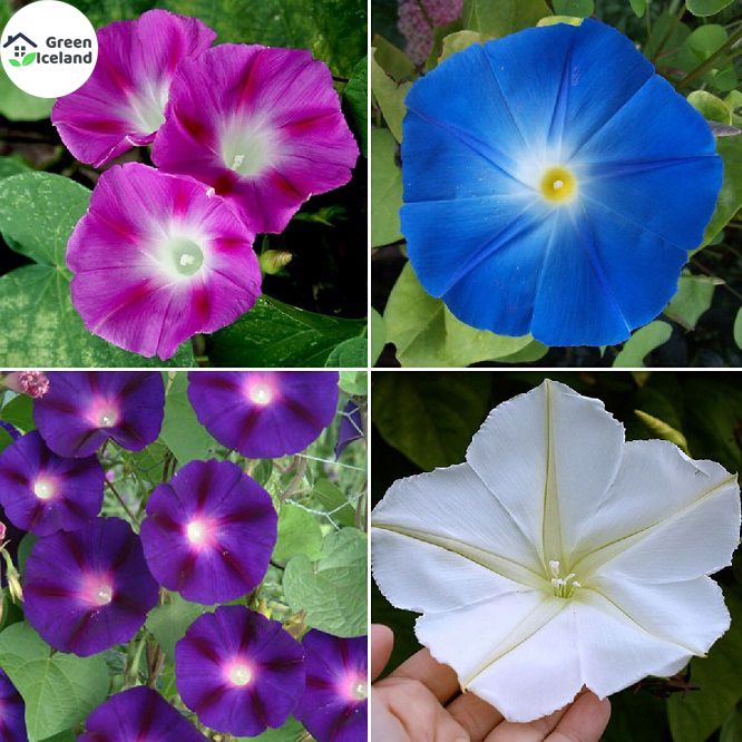 20 Pcs Morning Glory Flower Bonsai Seeds (মর্নিং গ্লোরি ফুল বীজ)