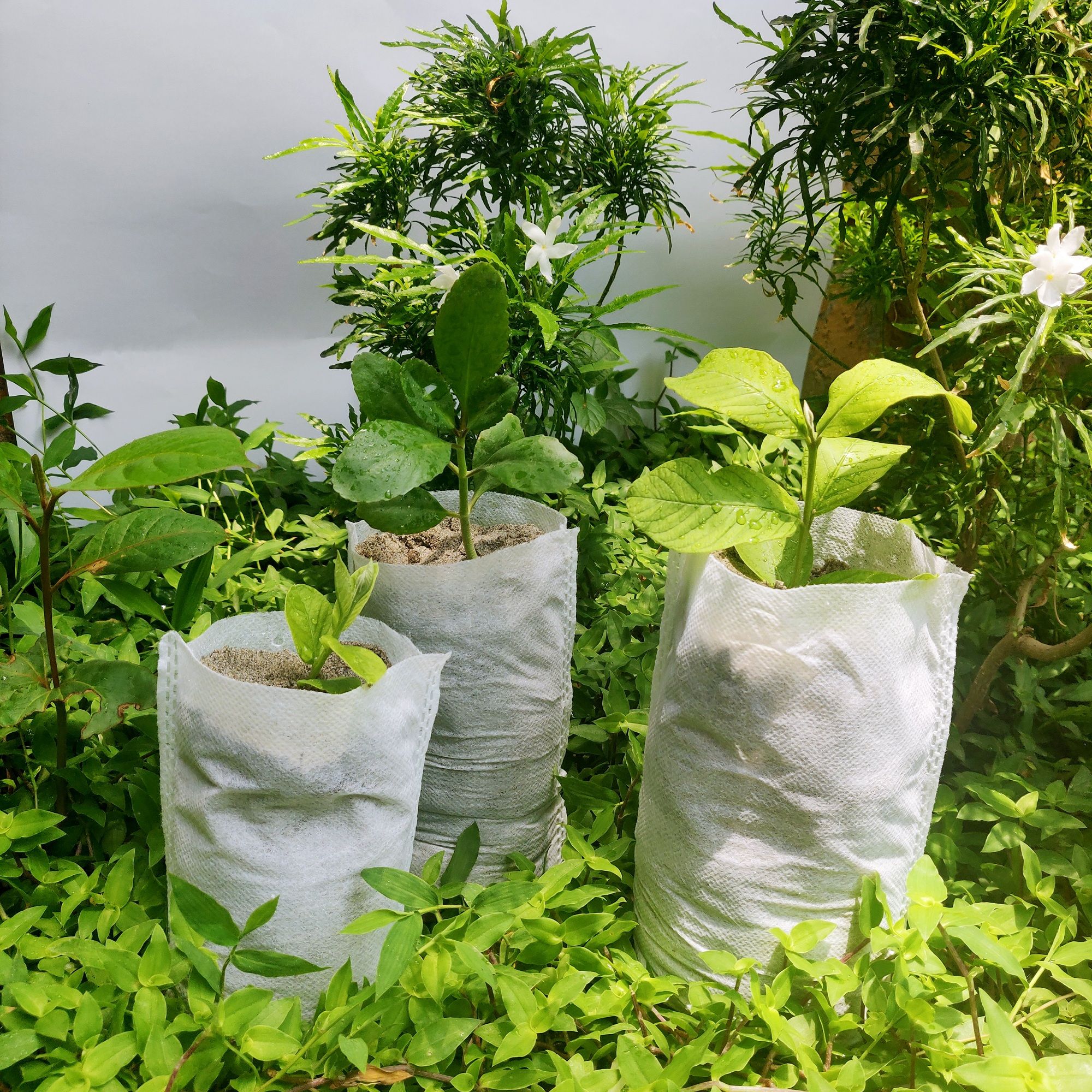Hazi Nursery Bags | Non-Woven Plant Grow Bags 50 PCS | 7 X 8  inch