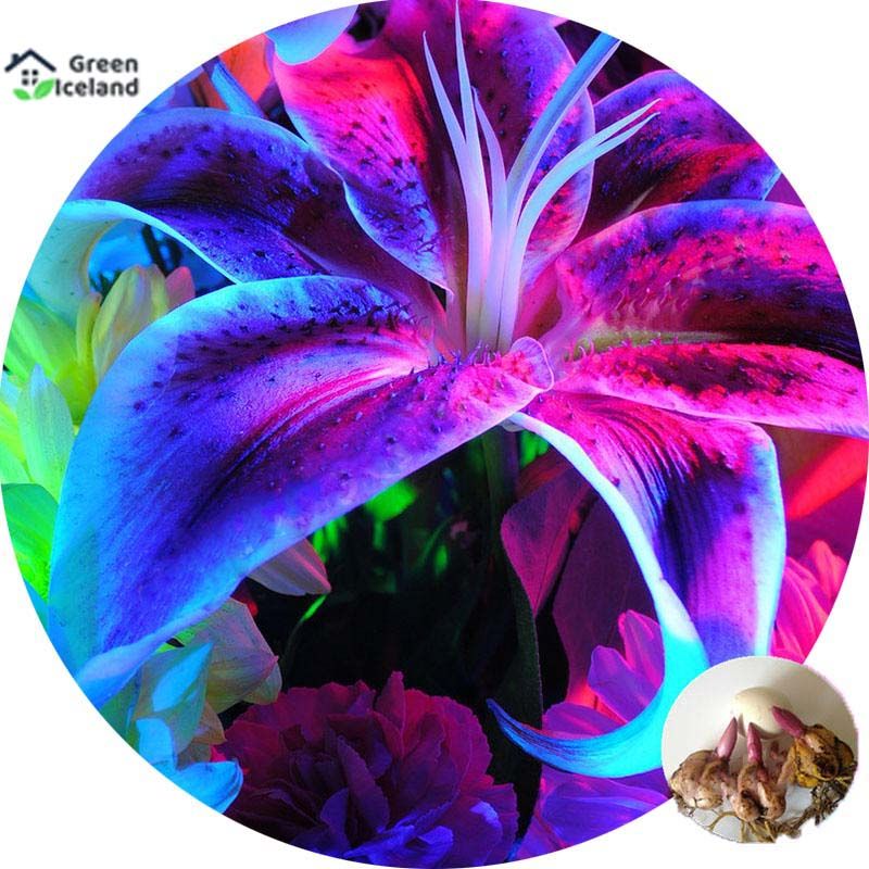All Season Lily of Valley Flower Seeds - 20 Pcs Seeds
