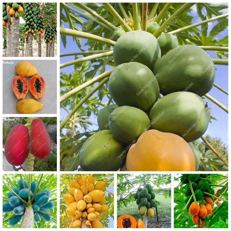 TRUE Japanese Papaya Tree Organic Carica Papaya Bonsai for Garden Vegetable Fruit Plants 30 PCS Seeds