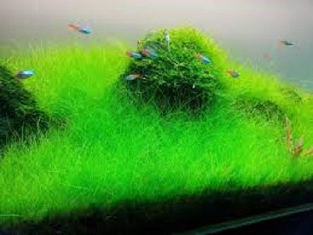 Aquarium Green Grass Plants Bonsai Seeds- 50 pcs